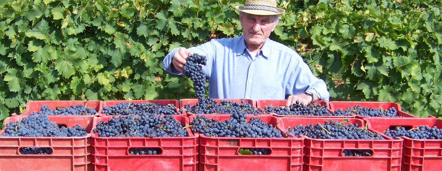 Barisel Quality Italian Wines